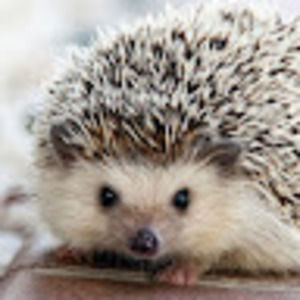 Meet your Posher, Anne